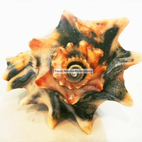 Sea Shell - Picture 2 of 6